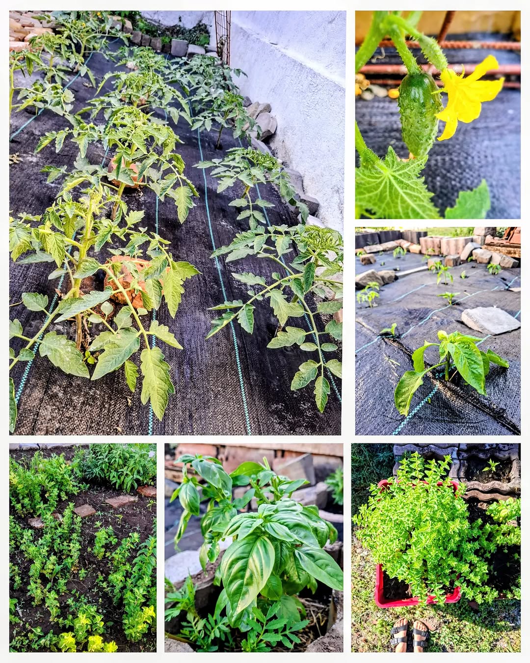 The kitchen garden at Bistro Merinde with tomatoes, basil and herbs